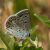 Groot Tragantblauwtje - Polyommatus escheri (Griekenland)