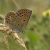 Groot Tragantblauwtje - Polyommatus escheri - vrouw (Griekenland)