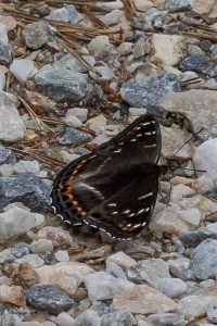 Grote IJsvogelvlinder - Limenitis populi