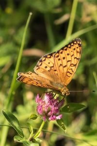 Grote Parelmoervlinder - Speyeria aglaja