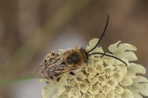 Grote Zijdebij - Colletes cunicularius