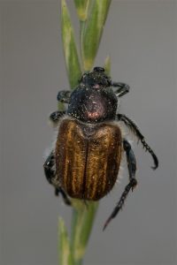 Harige Bladvreter - Anisoplia villosa