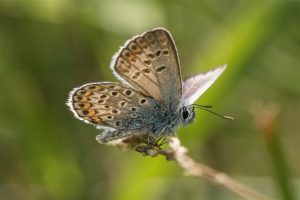 Heideblauwtje - Plebejus argus