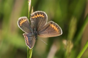 Heideblauwtje - Plebejus argus vrouw