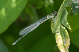 Kanaaljuffer - Erythromma lindenii - niet zeker