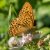 Keizersmantel - Argynnis paphia (Griekenland)