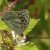 Keizersmantel forma valesina - Argynnis paphia f. valesina (Griekenland)