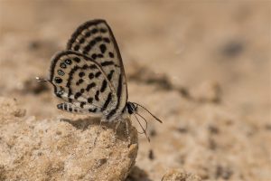 Klein Christusdoornblauwtje - Tarucus balkanicus