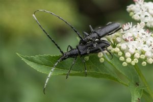 Kleine Heldenboktor - Cerambyx scopolii