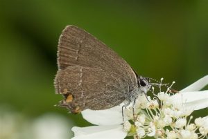 Kleine Sleedoornpage - Satyrium acaciae