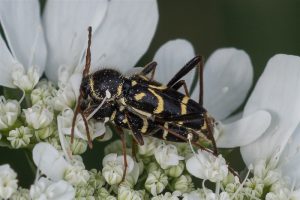 Kleine Wespenboktor-Clytus arietis