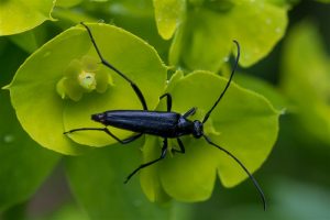 Kleine Zwarte Smalboktor - Stenurella nigra