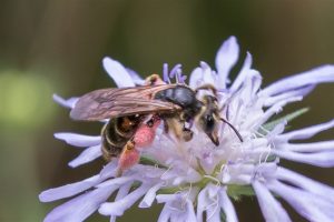 Knautiabij - Andrena hattorfiana