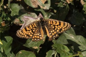 Knoopkruidparelmoervlinder - Melitaea phoebe