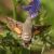 Kolibrievlinder - Macroglossum stellatarum (Griekenland)