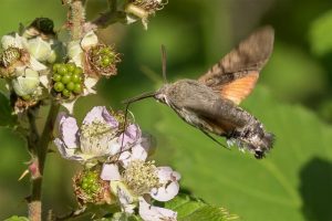 Kolibrievlinder - Macroglossum stellatarum