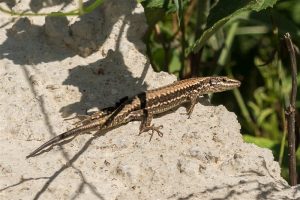 Muurhagedis - Podarcis muralis