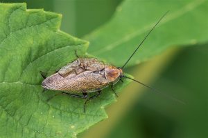 Noordse Kakkerlak - Ectobius lapponicus