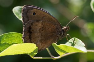 Nymphalidae -Blauwoogvlinder - Minois dryas