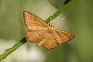 Okergele Spanner - Idaea ochrata