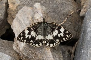 Oostelijk Dambordje - Melanargia larissa