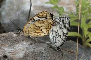 Oostelijk Dambordje - Melanargia larissa