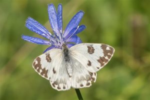 Oostelijk Resedawitje - Pontia edusa