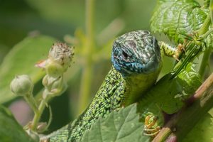 Oostelijke Smaragdhagedis - Lacerta viridis