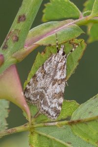 Oranje Granietmot - Scoparia pyralella