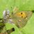 Oranje Luzernevlinder - Colias crocea (Griekenland)