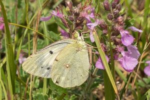 Oranje luzernevlinder forma helice - Colias crocea f. helice