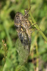 Provencaalse Cicade - Lyristes plebejus - man