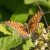 Ringoogparelmoervlinder - Boloria eunomia (Griekenland)