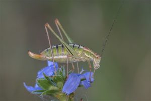 Sabelsprinkhaan - Poecilimon thessalicus