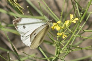 Scheefbloemwitje - Pieris mannii - Griekenland