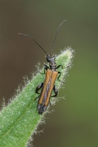 Schijnbok - Oedemera femorata