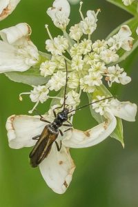 Schijnbok - Oedemera luridavirescens