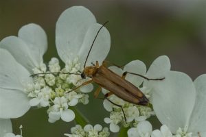 Schijnboktor - Dikdijkever - Oedemera podagrariae