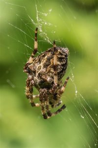 Schouderkruisspin - Araneus angulatus