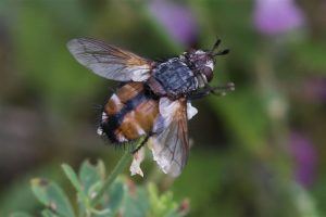 Sluipvlieg - Peleteria rubescens (Griekenland)