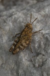 Steensprinkhaan - Pamphagidae spec