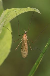 Steltmug - Moerasdriestip - Limonia phragmitidis - griekenland