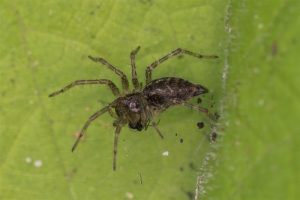 Trechterspin - Kleine Doolhofspin - Allagelena gracilens