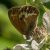 Tweekleurig Hooibeestje - Coenonympha arcania (Griekenland)