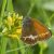 Tweekleurig Hooibeestje - Coenonympha arcania (Griekenland)