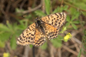 Tweekleurige Parelmoervlinder - Melitaea didyma