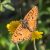 Tweekleurige Parelmoervlinder - Melitaea didyma (Griekenland)