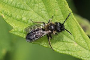 Tweekleurige Zandbij - Andrena bicolor