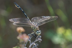 Vaandeldrager - Lindenia tetraphylla - man