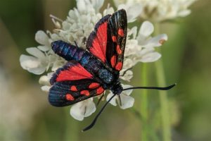 Vijfvlek-sint-jansvlinder - Zygaena trifolii